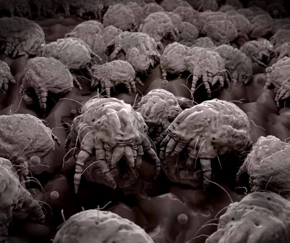 Dust Mites