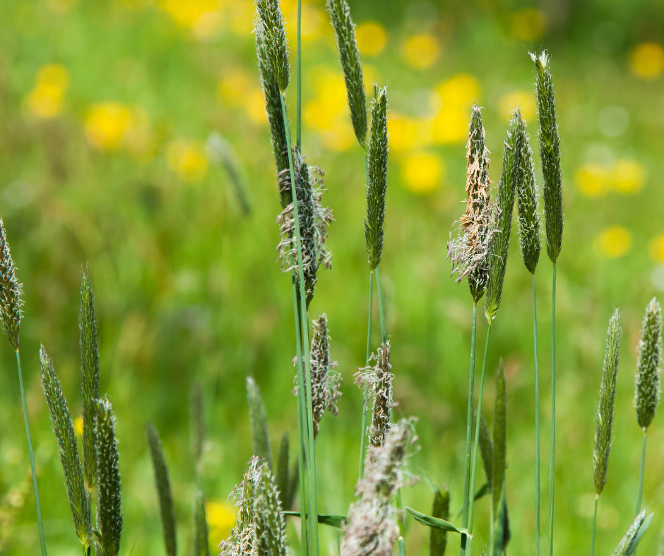 Pollen