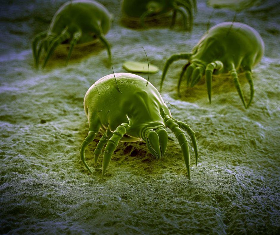 mites