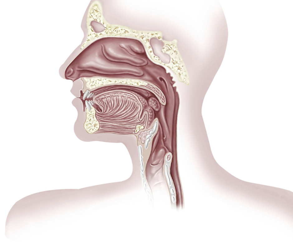 What are sinuses?